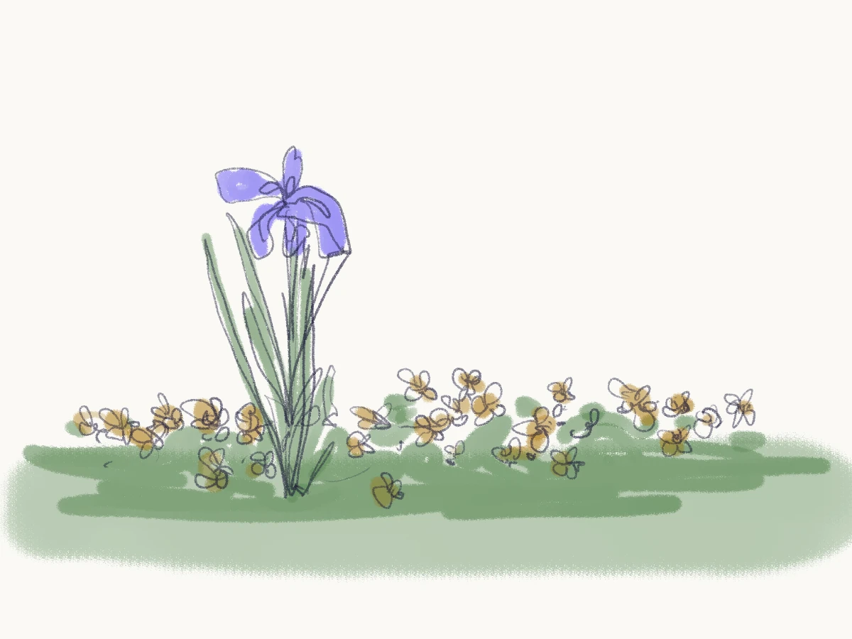 Sketch of a single purple iris standing tall above a bed of small yellow flowers.